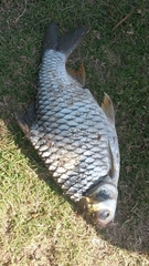 Barbonymus gonionotus