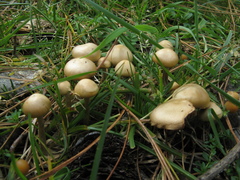 Psilocybe aztecorum