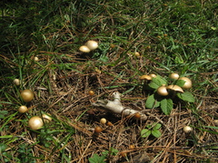 Psilocybe aztecorum