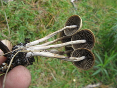 Psilocybe aztecorum