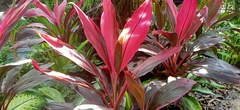 Cordyline fruticosa