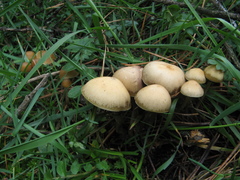 Psilocybe aztecorum