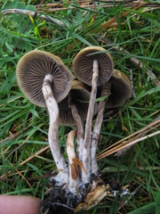 Psilocybe aztecorum