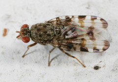 Pseudotephritis approximata