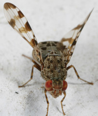 Pseudotephritis approximata