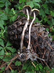Psilocybe aztecorum