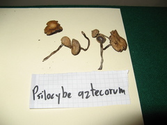 Psilocybe aztecorum