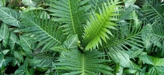 Blechnum gibbum