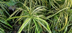 Codiaeum variegatum