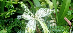 Dracaena surculosa