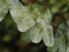 Symphyogyna hymenophyllum