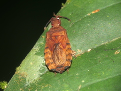 Hesus acuminatus
