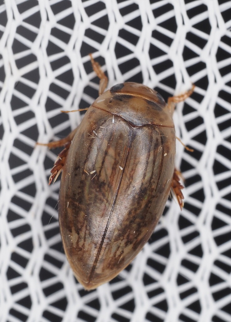 Laccophilus sonorensis