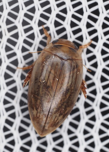Laccophilus sonorensis