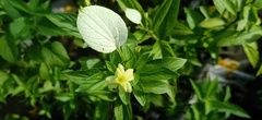 Mussaendeae