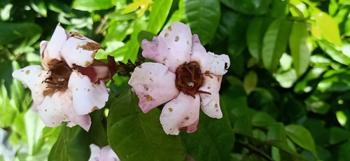 Strophanthus gratus, photograph 2