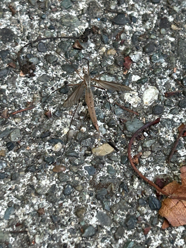 Unknown species found near Hopkins Pl, Saanich, BC, CA