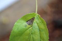 Stigmella catharticella