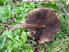 Psilocybe muliercula
