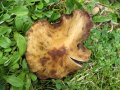 Psilocybe muliercula