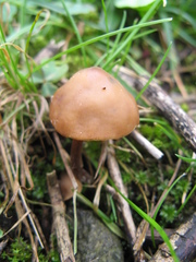 Psilocybe muliercula