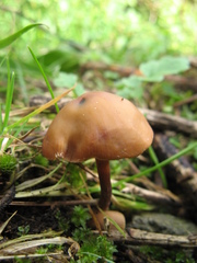 Psilocybe muliercula