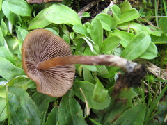 Psilocybe muliercula