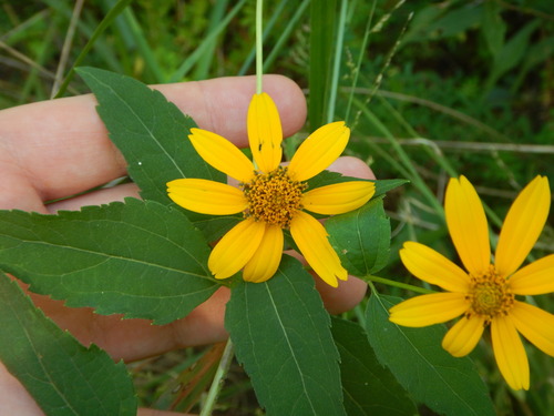pinewoods oxeye (Heliopsis gracilis)