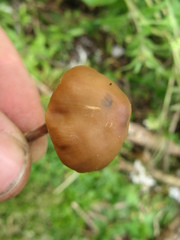 Psilocybe muliercula