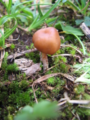 Psilocybe muliercula