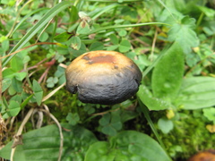 Psilocybe muliercula