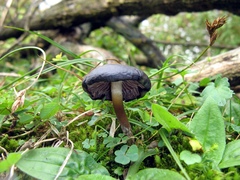 Psilocybe muliercula