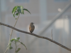 Mirafra assamica