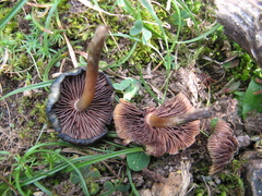 Psilocybe muliercula