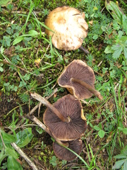 Psilocybe muliercula