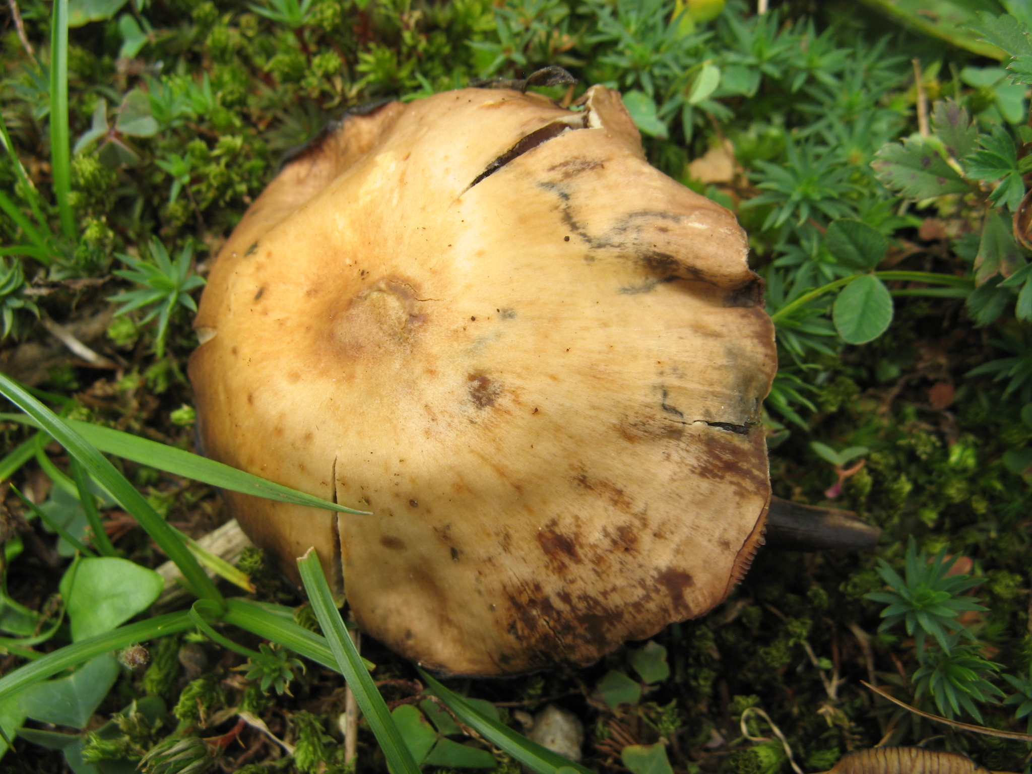 Psilocybe muliercula image