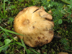 Psilocybe muliercula