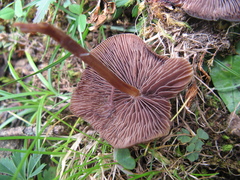Psilocybe muliercula