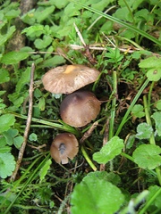 Psilocybe muliercula