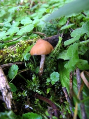 Psilocybe muliercula
