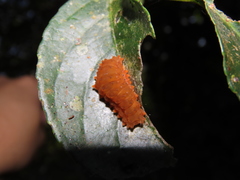 Eterusia aedea formosana