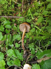 Psilocybe muliercula