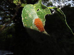 Eterusia aedea formosana