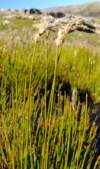 Askidiosperma chartaceum