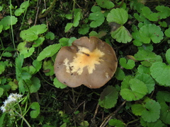 Psilocybe muliercula