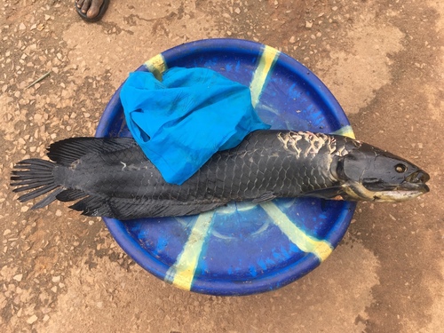 African Arowana