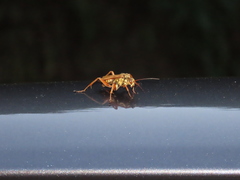 Macromerella honesta