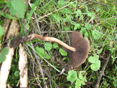 Psilocybe muliercula