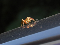 Macromerella honesta