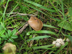 Psilocybe muliercula
